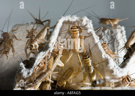 house cricket crickets Gryllidae Gryllinae Gryllus Heimchen Acheta domesticus grille hopper housecricket Stock Photo