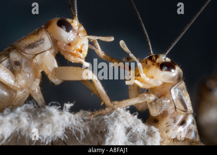 house cricket crickets Gryllidae Gryllinae Gryllus Heimchen Acheta domesticus communicate communication  2 two fight fighting co Stock Photo