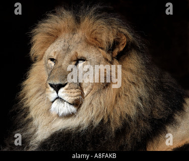 A male lion sitting majestically and posing for the camera in colchester zoo, Essex, UK Stock Photo