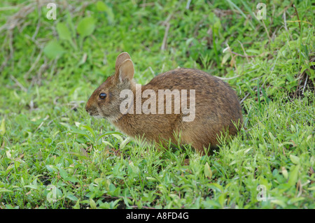 Marsh Rabbit (Sylvilagus palustris) Wakodahatchee Wetlands Delray Beach Florida USA Stock Photo