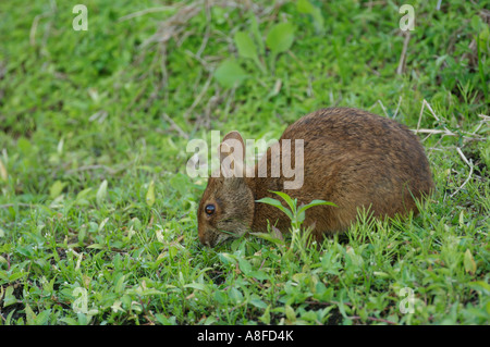 Marsh Rabbit (Sylvilagus palustris) Wakodahatchee Wetlands Delray Beach Florida USA Stock Photo