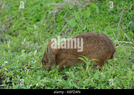 Marsh Rabbit (Sylvilagus palustris) Wakodahatchee Wetlands Delray Beach Florida USA Stock Photo