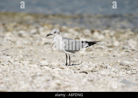 Juvenile Laughing Gull (Larus atricilla) from Causeway between Fort Myers and Sanibel Island Florida USA Stock Photo