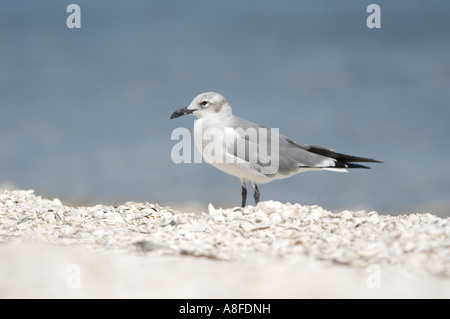 Juvenile Laughing Gull (Larus atricilla) from Causeway between Fort Myers and Sanibel Island Florida USA Stock Photo