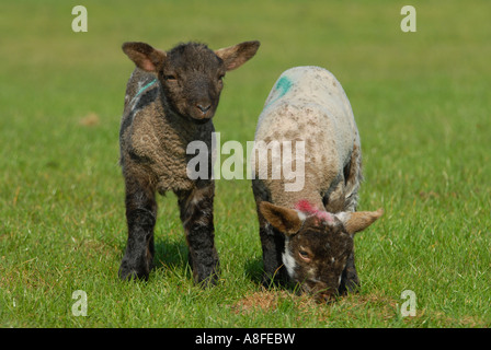 Lambs on Romney Marsh Kent southern England Stock Photo