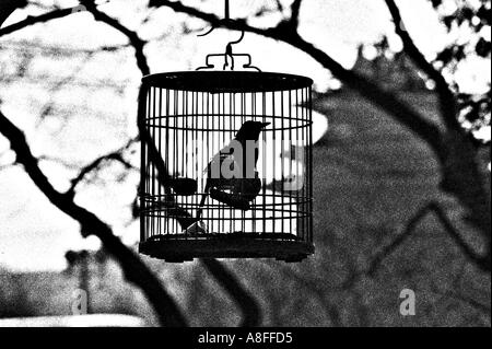oriental bird cages cage hanging tree Stock Photo: 52688584 - Alamy