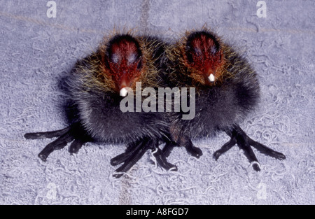 nestling moorhens Gallinula chloropus UK Stock Photo