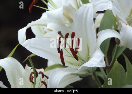 Lilium CASA BLANCA Stock Photo