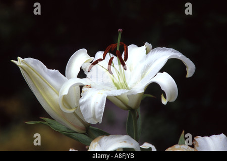 Lilium CASA BLANCA Stock Photo