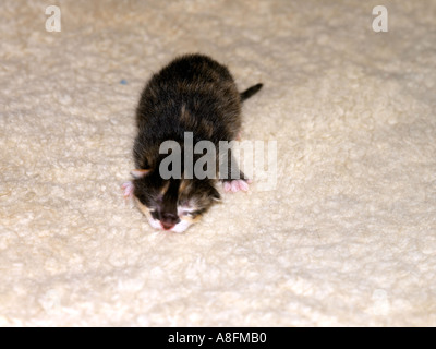 New Born Kitten Stock Photo