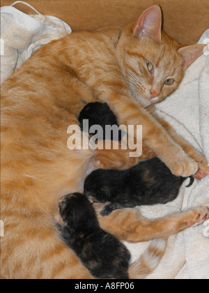 Caring for newborn sales kittens and mother