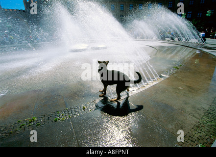 Black dog enjoy water shower at Big fountain in Karlsplatz munich germany Stock Photo