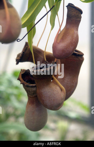 Dionaea Old Botanical garden Hamburg Germany Stock Photo