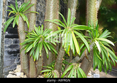 Apocynaceae Pachypodium lamieri Old Botanical garden Hamburg Germany Stock Photo