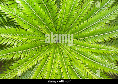 unfurled Fern Old Botanical garden Hamburg Germany Stock Photo