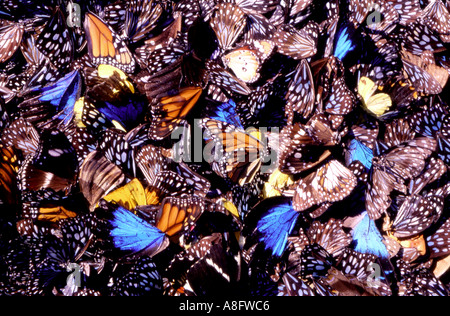 An abstract macro shot of Australian butterfly wings including Blue Tiger Tirumala hamata and Ulysses Blue Papilio ulysses Stock Photo