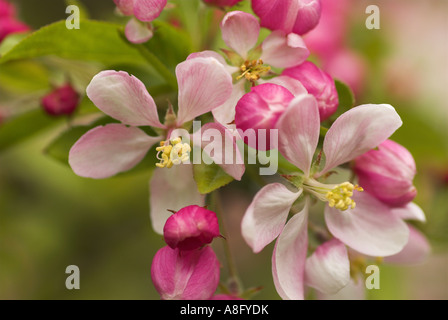 Apple blossom : May 2007. Stock Photo