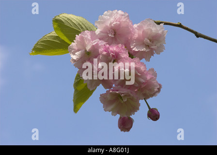 Apple blossom : April 2007. Stock Photo