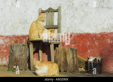 three cat on chair outside farmhouse cercal area beja district algarve portugal eu europe Stock Photo