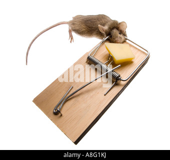 Mouse trap with mouse Stock Photo