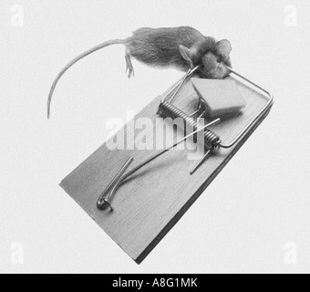 Mouse trap with mouse Stock Photo
