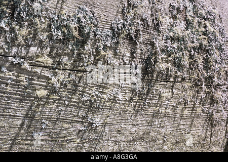 Holz Detail mit Baumbart Stock Photo
