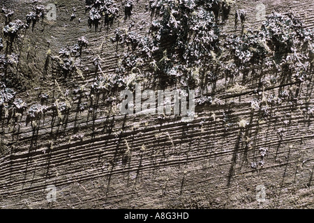 Holz Detail mit Baumbart Stock Photo