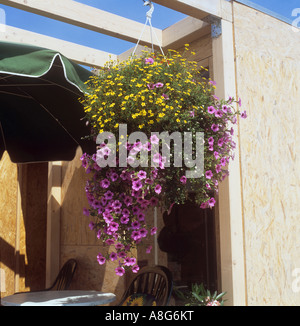 hanging basket with petunias and Fern-leaved Beggarticks Stock Photo