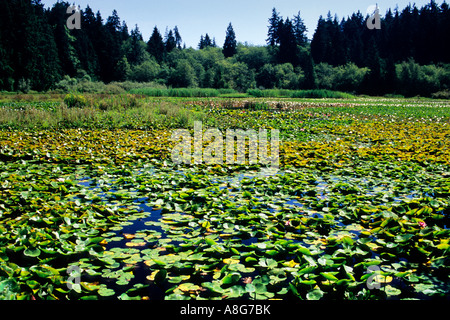 Beaver Lake, Stanley Park, Vancouver, British Columbia, Canada Stock Photo