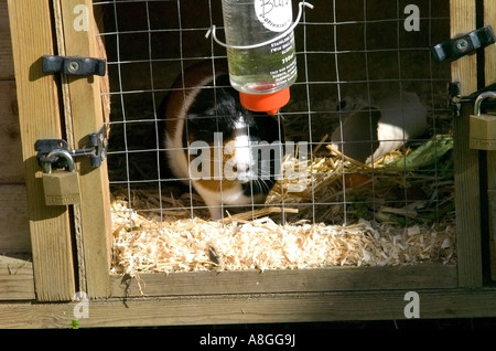 Guinea pigs in cage with water bottle prominent