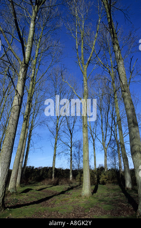 Poplar Trees At Beccles Common in Suffolk Uk Stock Photo