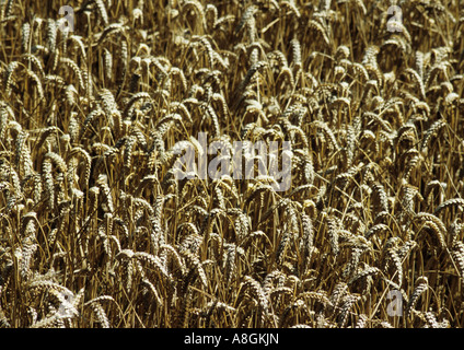 Corn Field in Suffolk in the uk Stock Photo
