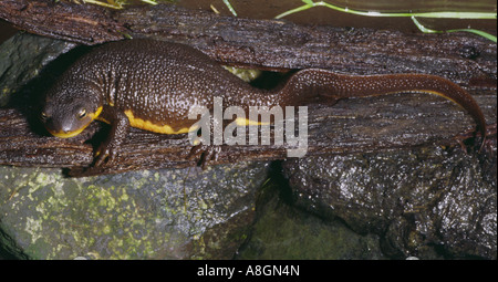 California Newt Taricha torosa a native of the Santa Cruz Mountains California Stock Photo