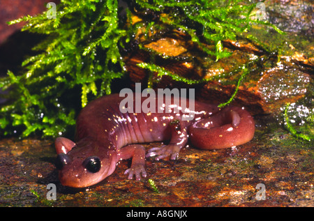 Arboreal salamander, Aneides lugubris, in a San Francisco backyard garden Stock Photo