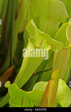 Sarracenia catesbaei an insectivorous pitcher plant. Stock Photo