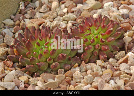 Sempervivum calcareum Stock Photo