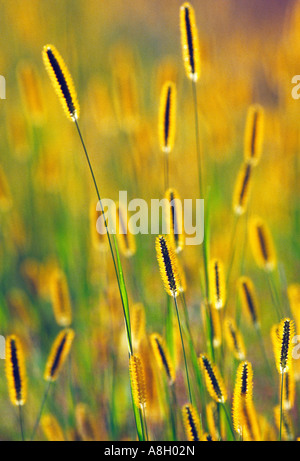 backlit grass MA Stock Photo