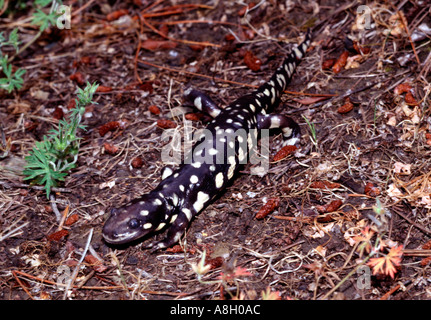 24795 Tiger salamander Ambystoma tigrinum Santa Cruz Mountains California USA Stock Photo