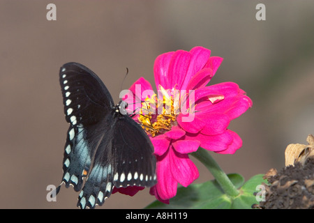 Spicebush Swallowtail Butterfly Stock Photo