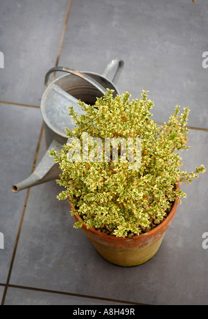 A VARIEGATED BOX HEDGE PLANT IN A CLAY POT ON A MODERN PATIO UK Stock Photo