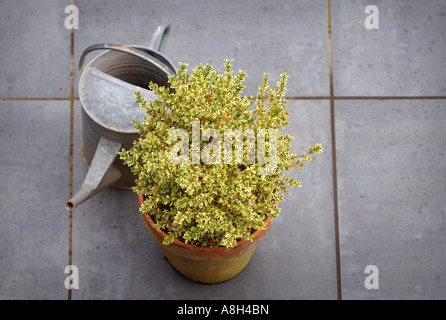 A VARIEGATED BOX HEDGE PLANT IN A CLAY POT ON A MODERN PATIO UK Stock Photo