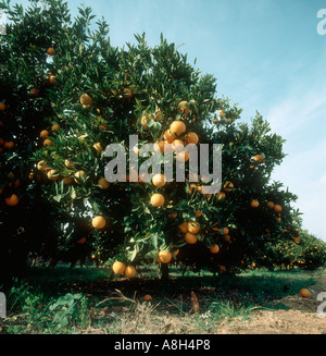 Ripe oranges Citrus sinensis on the tree near Valencia Spain Stock Photo