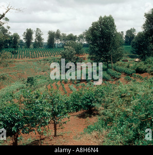 Young coffee plantation with bushes of mixed sizes in fruit Thika Kenya Stock Photo