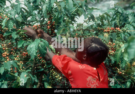 Girl in a red dress picking coffee cherries from a bush near Arusha Tanzania Stock Photo