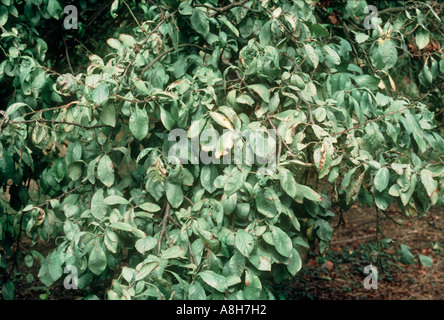 Silver leaf Chondrostereum purpureum diseased plum tree and foliage Stock Photo