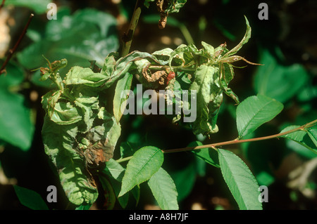Peach leaf curl Taphrina deformans symptoms on the leaves of young peach Stock Photo