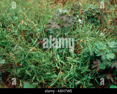 Broad leaved signal grass Brachiaria platyphylla flowering weeds in a cotton crop Stock Photo