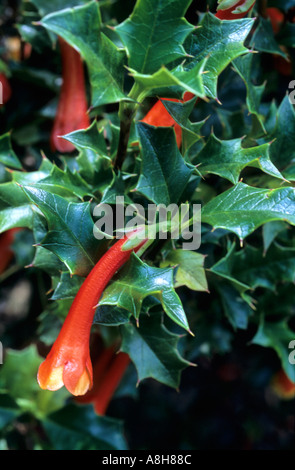 Desfontainea spinosa Red flower Stock Photo