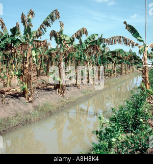 Banana plants severely devastated by yellow sigatoka Mycosphaerella musicola Thailand Stock Photo