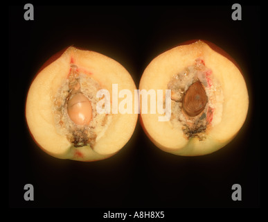 Nectarine sectioned to show split stone defect in both halves Stock Photo